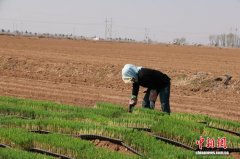 山西忻州：科技赋能“葱”满希望